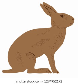 isolated illustration of hare , colored drawing, white background