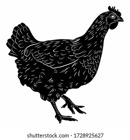 isolated illustration of hen, black and white drawing, white background