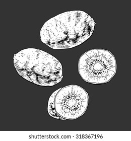 Isolated illustration of a kiwi. Vector, hand-drawn images.