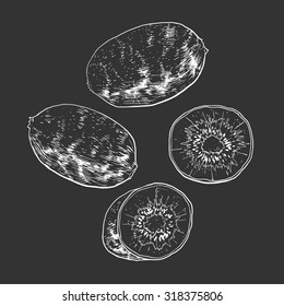 Isolated illustration of a kiwi. Vector, hand-drawn images.