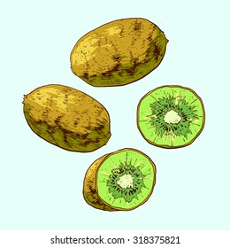 Isolated illustration of a kiwi. Vector, hand-drawn images.