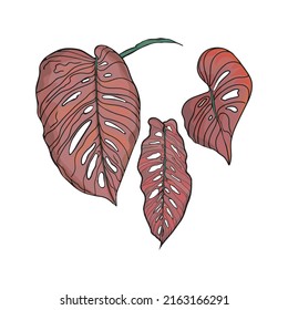 Isolated illustration of a large set of tropical leaves. Palm leaves as a print, blank for designers, logo, label, sticker