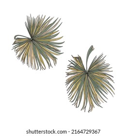 Isolated illustration of a large set of tropical leaves. Palm leaves as a print, blank for designers, logo, label, sticker