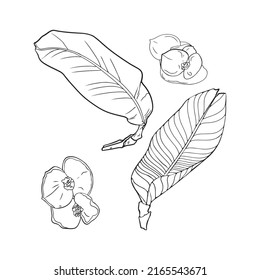 Ilustración aislada de un gran conjunto de hojas y flores tropicales. Flores y hojas exóticas como papel impreso, en blanco para los diseñadores, logotipo, etiqueta, pegatina