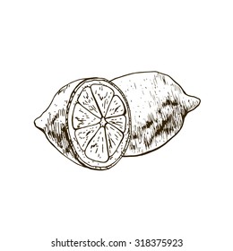 Isolated illustration of a lemon. Vector, hand-drawn images.