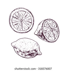 Isolated illustration of a lemon. Vector, hand-drawn images.