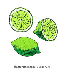 Isolated illustration of lime. Vector, hand-drawn images.