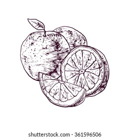 Isolated illustration of an orange. Vector, hand-drawn images.