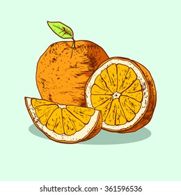 Isolated illustration of an orange. Vector, hand-drawn images.