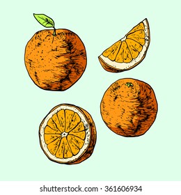 Isolated illustration of an orange. Vector, hand-drawn images.