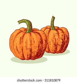 Isolated illustration of potatoes. Vector, hand-drawn images.
