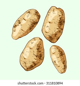 Isolated illustration of potatoes. Vector, hand-drawn images.