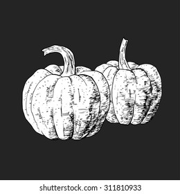 Isolated illustration of potatoes. Vector, hand-drawn images.