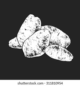 Isolated illustration of potatoes. Vector, hand-drawn images.