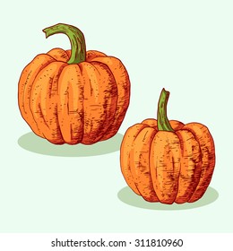 Isolated illustration of potatoes. Vector, hand-drawn images.