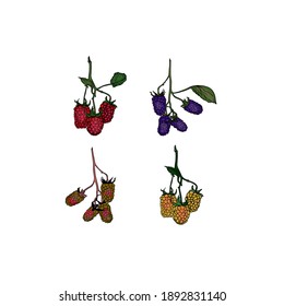 Isolated illustration of a raspberry branch isolated on white background. Raspberry, leaves, berries for logo print, menu, pastry shop, icon
