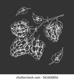 Isolated illustration of raspberry. Vector, hand-drawn images.