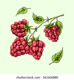 Isolated illustration of raspberry. Vector, hand-drawn images.