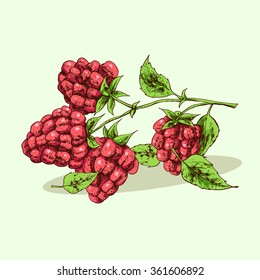 Isolated illustration of raspberry. Vector, hand-drawn images.