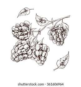 Isolated illustration of raspberry. Vector, hand-drawn images.