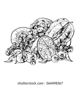 Isolated illustration set fruit. Vector, hand-drawn images.