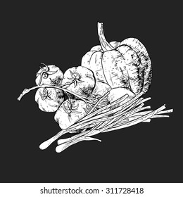 Isolated illustration set of vegetables. Vector, hand-drawn images.
