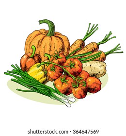 Isolated illustration set of vegetables. Vector, hand-drawn images.