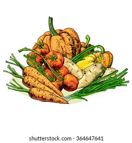 Isolated illustration set of vegetables. Vector, hand-drawn images.