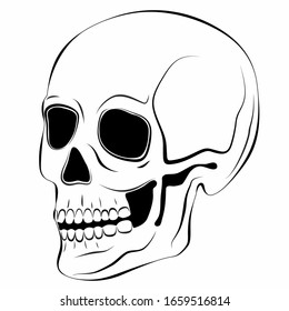 isolated illustration of a skull, black and white vector drawing, white background