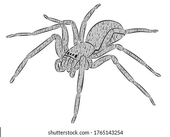 isolated illustration of spider , black and gray drawing, white background