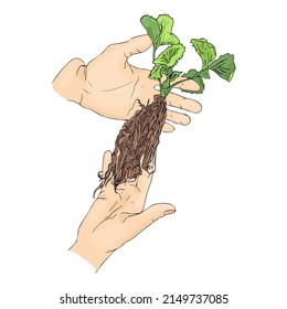 Ilustración aislada de brotes, crecimiento, raíces. Emblem, ícono para agrario, agricultor