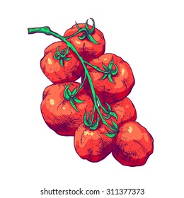 Isolated illustration of tomato. Vector, hand-drawn images.