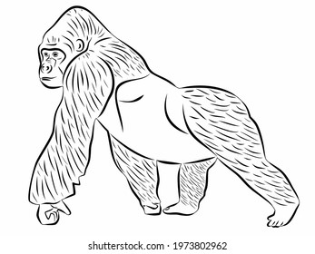 isolated illustration of a walking gorilla, simple vector drawing on a white background