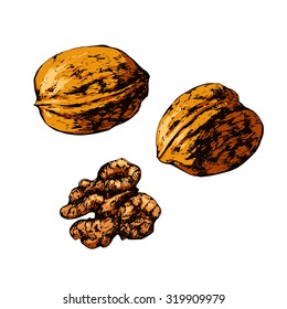 Isolated illustration of an walnut. Vector, hand-drawn images.