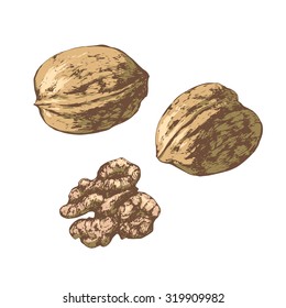 Isolated illustration of an walnut. Vector, hand-drawn images.