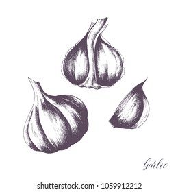 Isolated illustration of whole garlic and cloves. Engraving technique vector drawing of fresh organic produce.