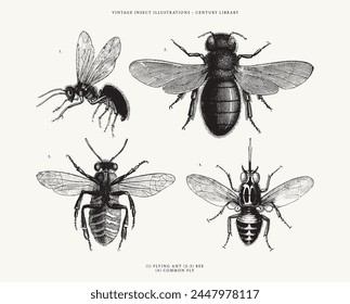 Isolated Illustrations of 2 Bees, a Common Fly and Flying Ant - Vintage Insect Clipart 