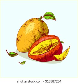 Isolated illustrations of mango. Vector, hand-drawn images.