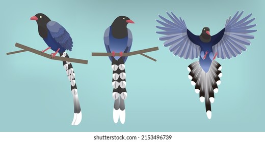 isolated illustrations of Urocissa caerulea( endemic species of Taiwan)