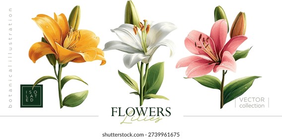 Isolated illustrations of yellow, white and pink lilies. Illustrations in the style of vintage painting and botanical illustration. Hand-drawing vectorized gouache illustrations.