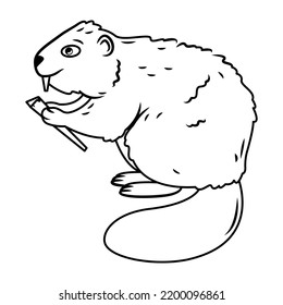 Isolated Image Of A Beaver. Cute Forest Animals In Cartoon Style. Vector Illustration Outline Image