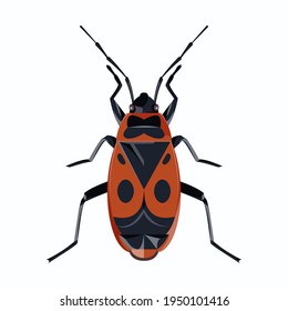 isolated image of a beetle (soldier) on a white background