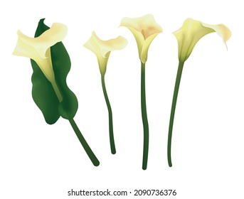 Isolated image of calla lily with leaf. Set with delicate creamy lily flowers on a white background. Vector illustration.