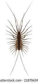 Isolated image of a centipede close-up on a white background