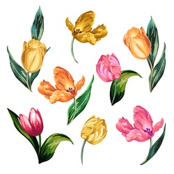 Isolated Image Of Colorful Tulips On A White Background.