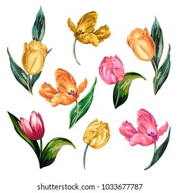 Isolated image of colorful tulips on a white background.
