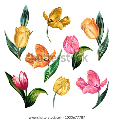 Isolated image of colorful tulips on a white background.