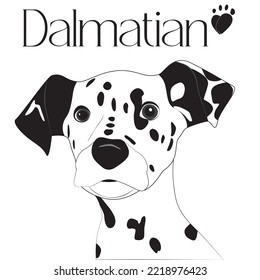 Einzelbild des dalmatinischen Hundes auf weißem Hintergrund.