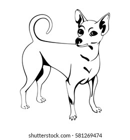 Isolated image of a dog on a white background Chihuahua.