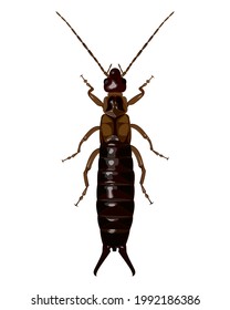 isolated image of earwig beetle on white background